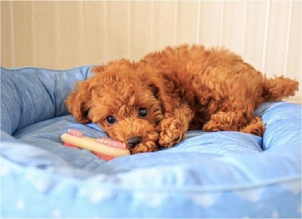 犬の写真